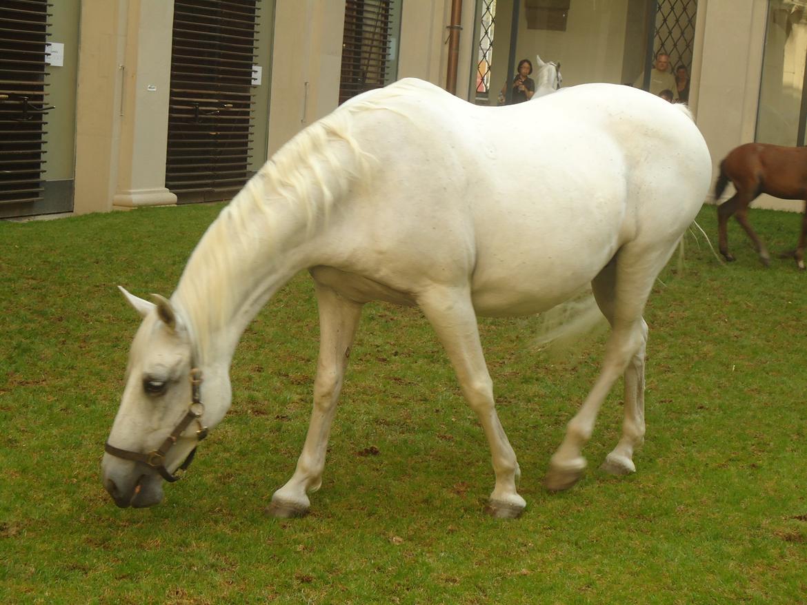 Den Spanske Rideskole i Wien billede 101