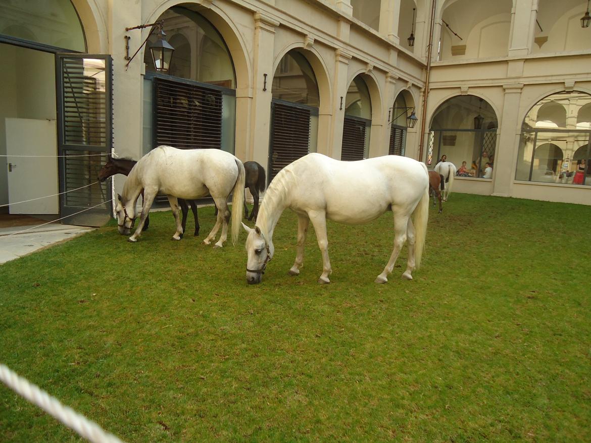 Den Spanske Rideskole i Wien billede 102