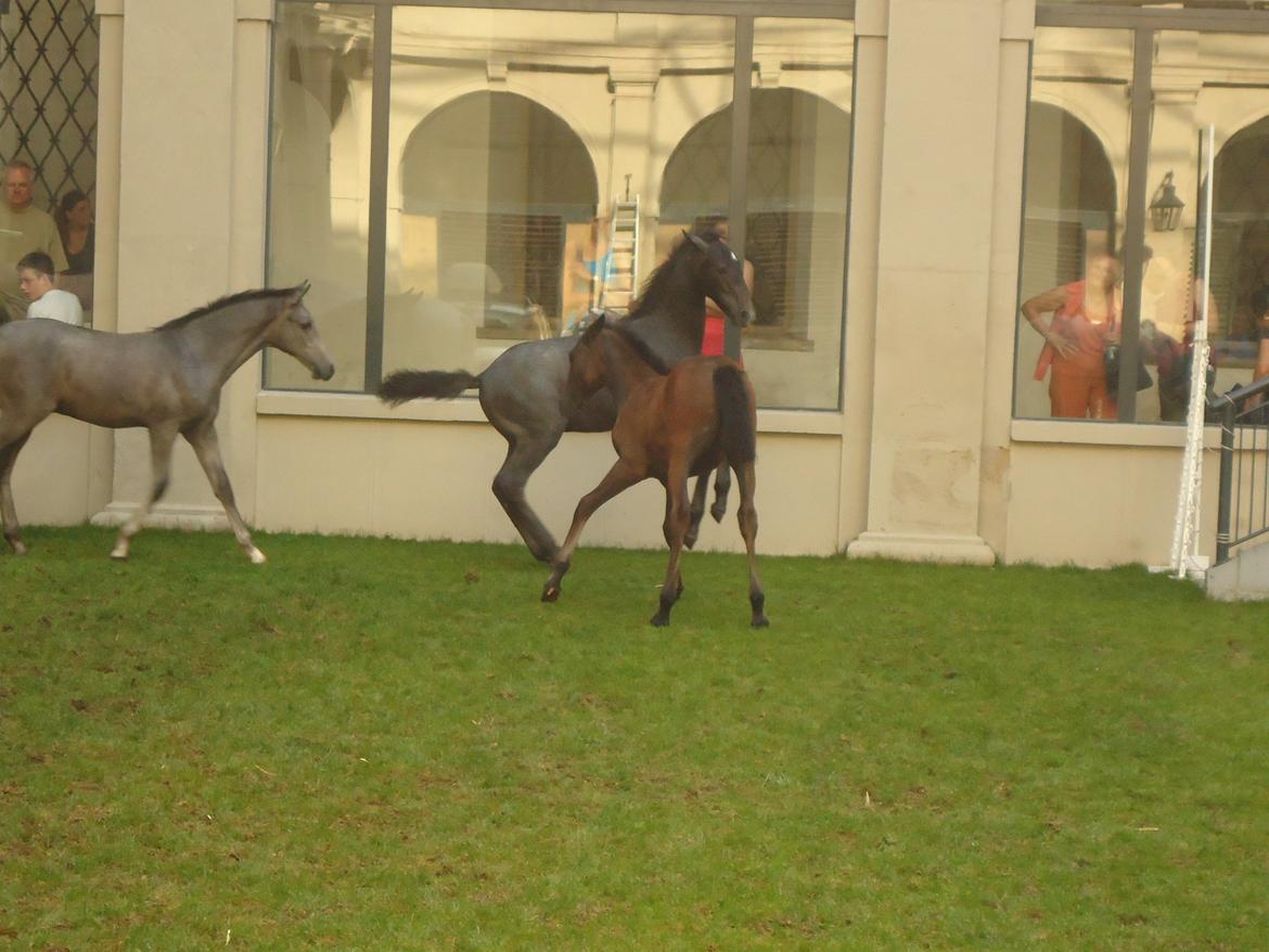 Den Spanske Rideskole i Wien billede 103