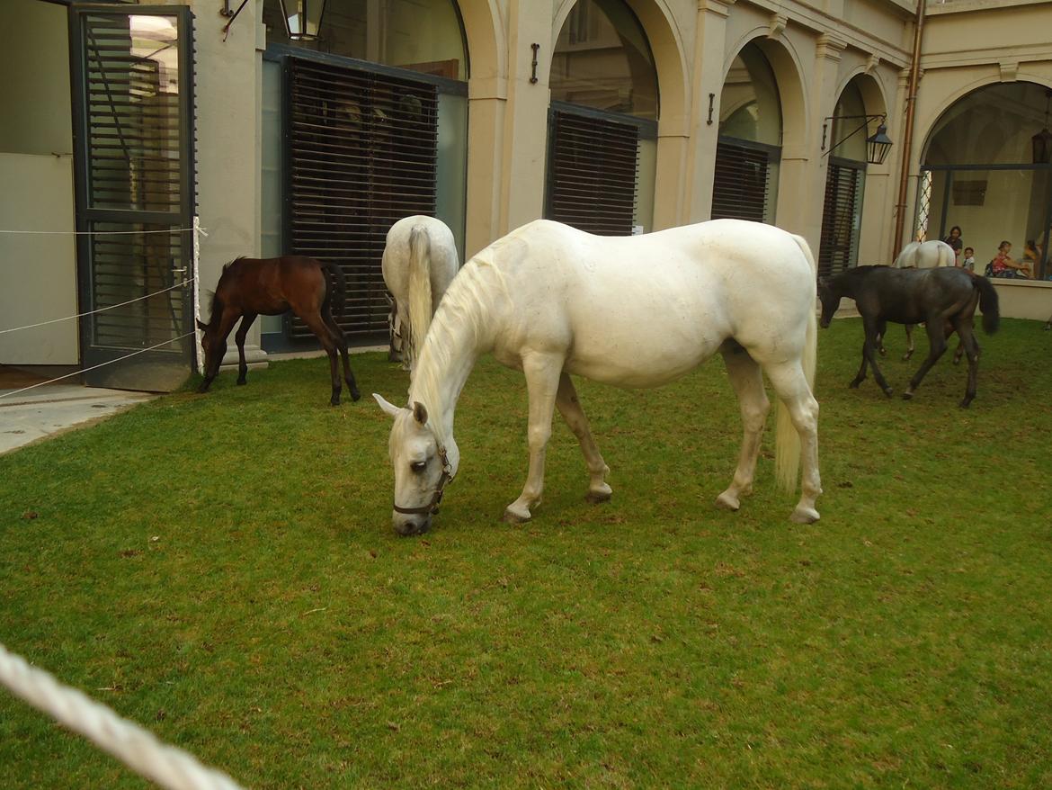Den Spanske Rideskole i Wien billede 104