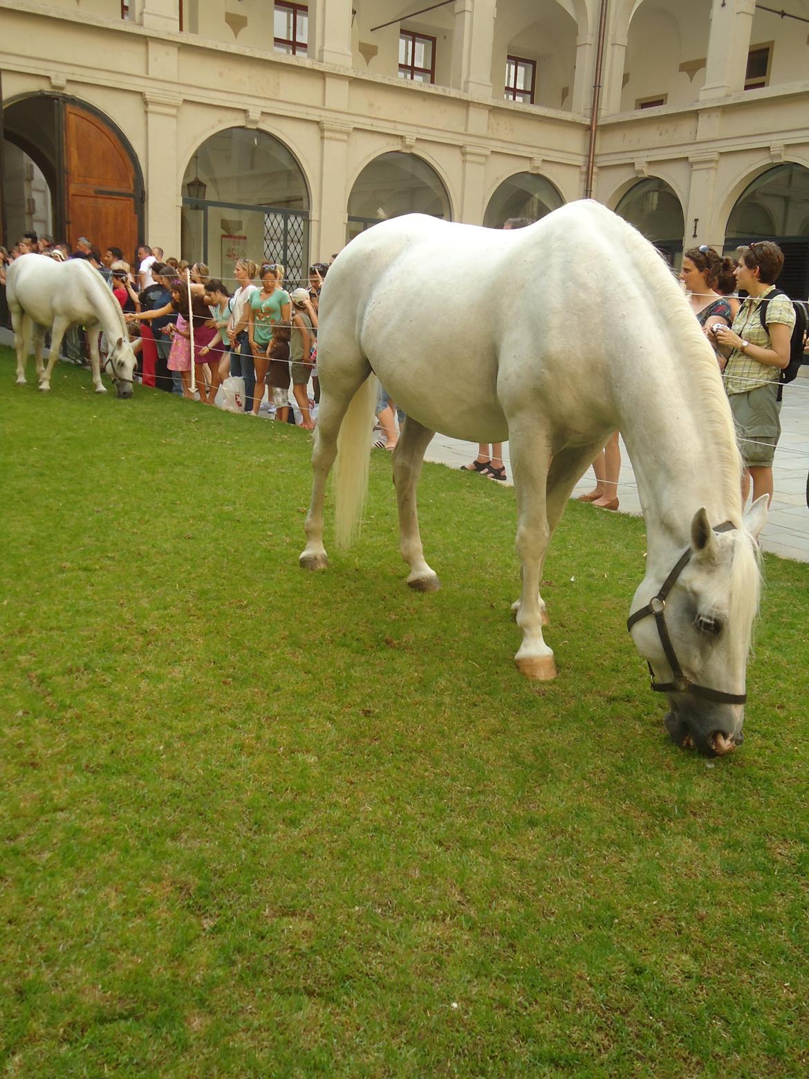 Den Spanske Rideskole i Wien billede 105