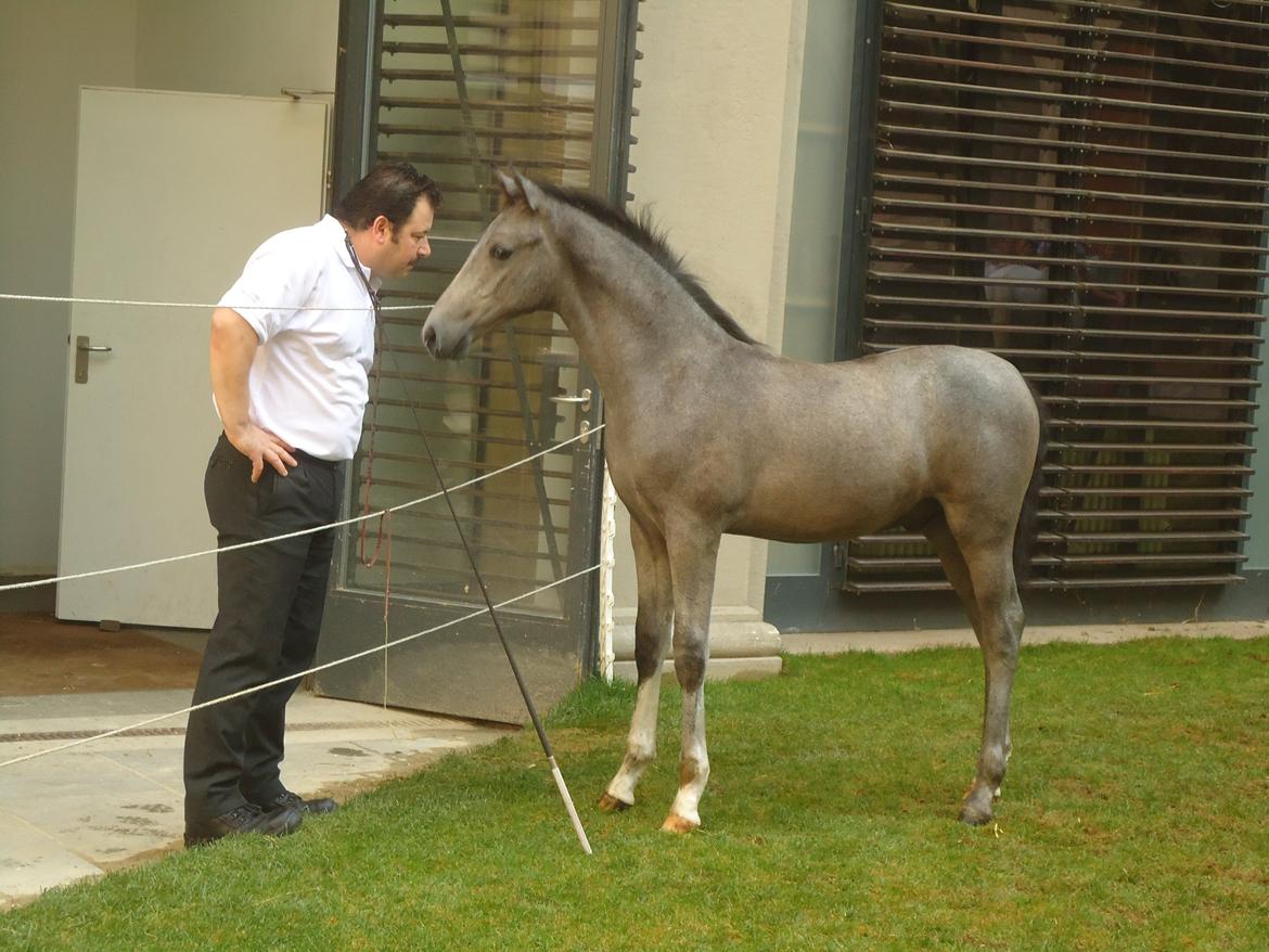 Den Spanske Rideskole i Wien billede 106