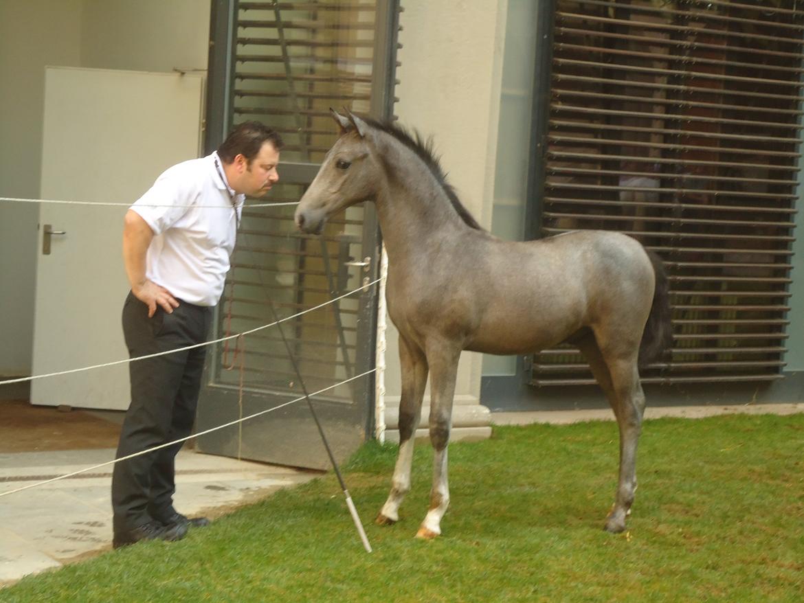 Den Spanske Rideskole i Wien billede 107