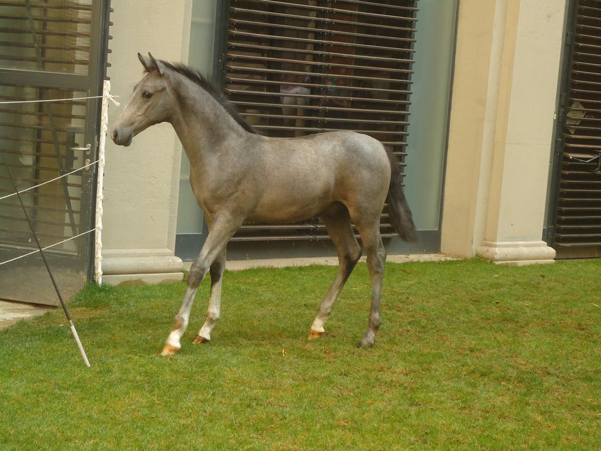 Den Spanske Rideskole i Wien billede 108