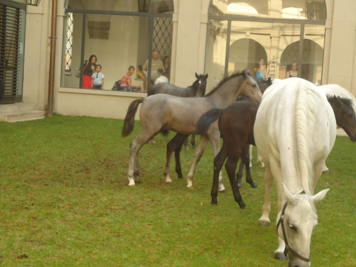 Den Spanske Rideskole i Wien billede 109