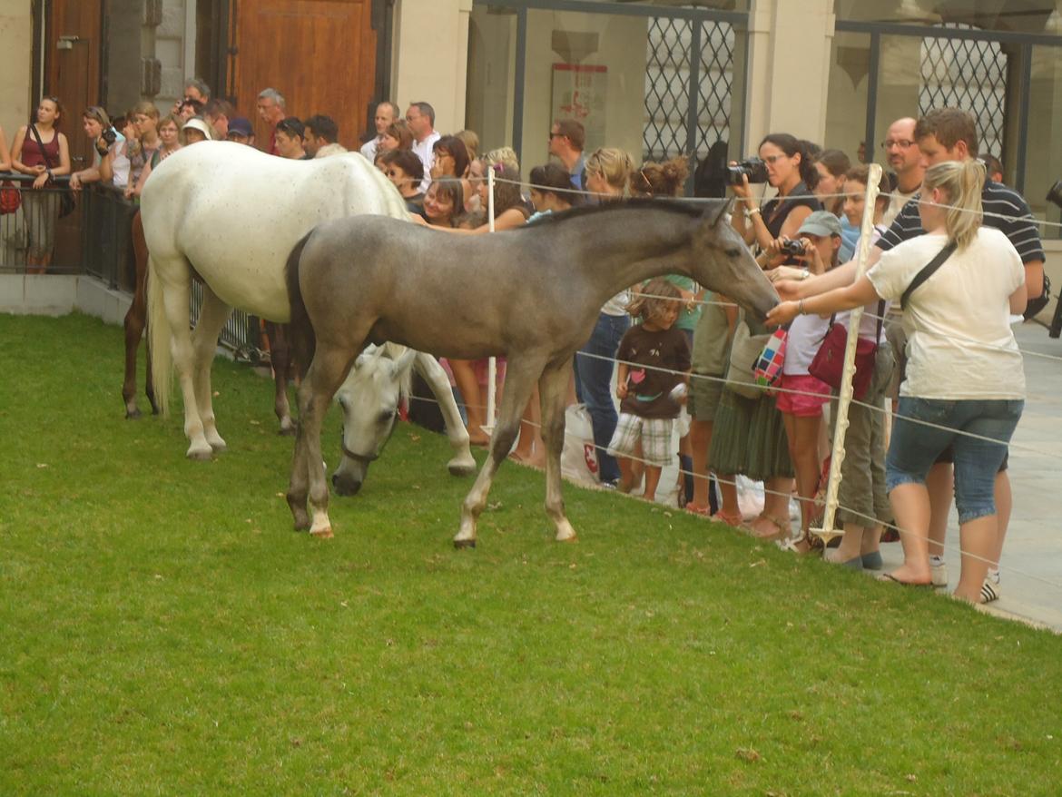 Den Spanske Rideskole i Wien billede 110