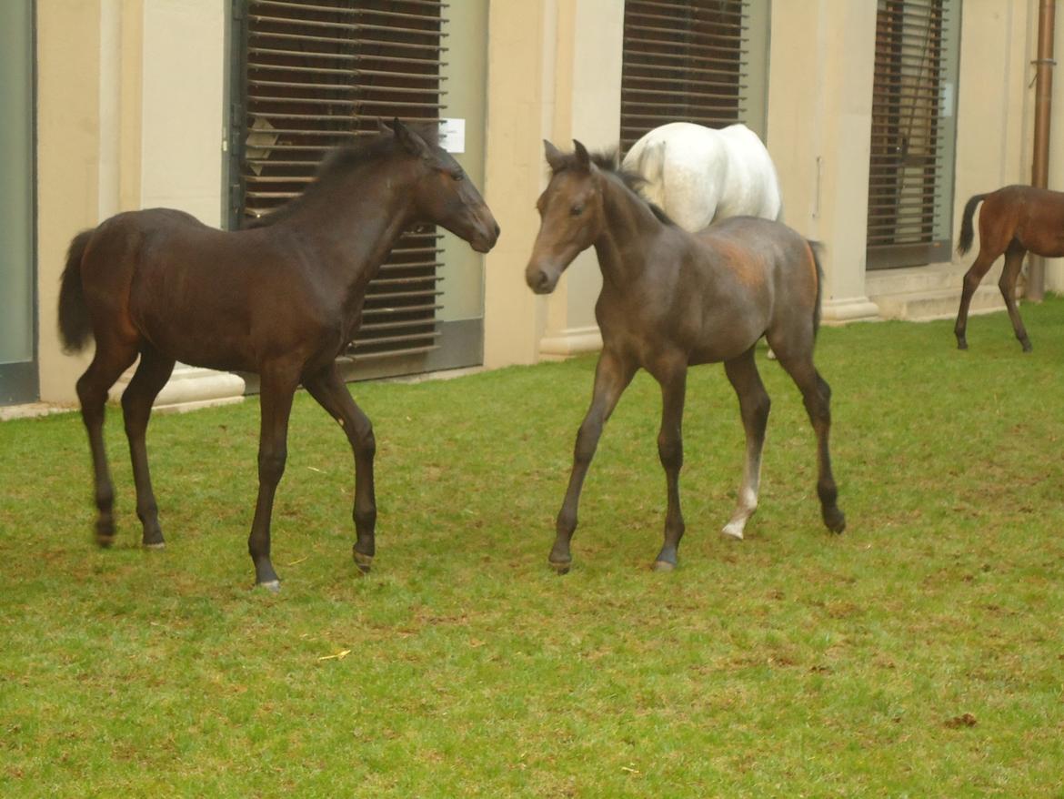 Den Spanske Rideskole i Wien billede 111