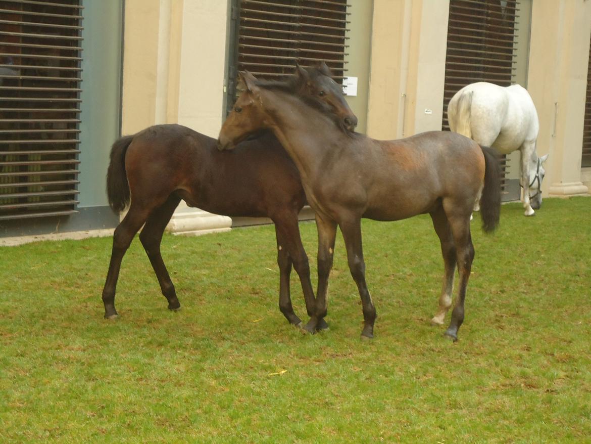 Den Spanske Rideskole i Wien billede 112