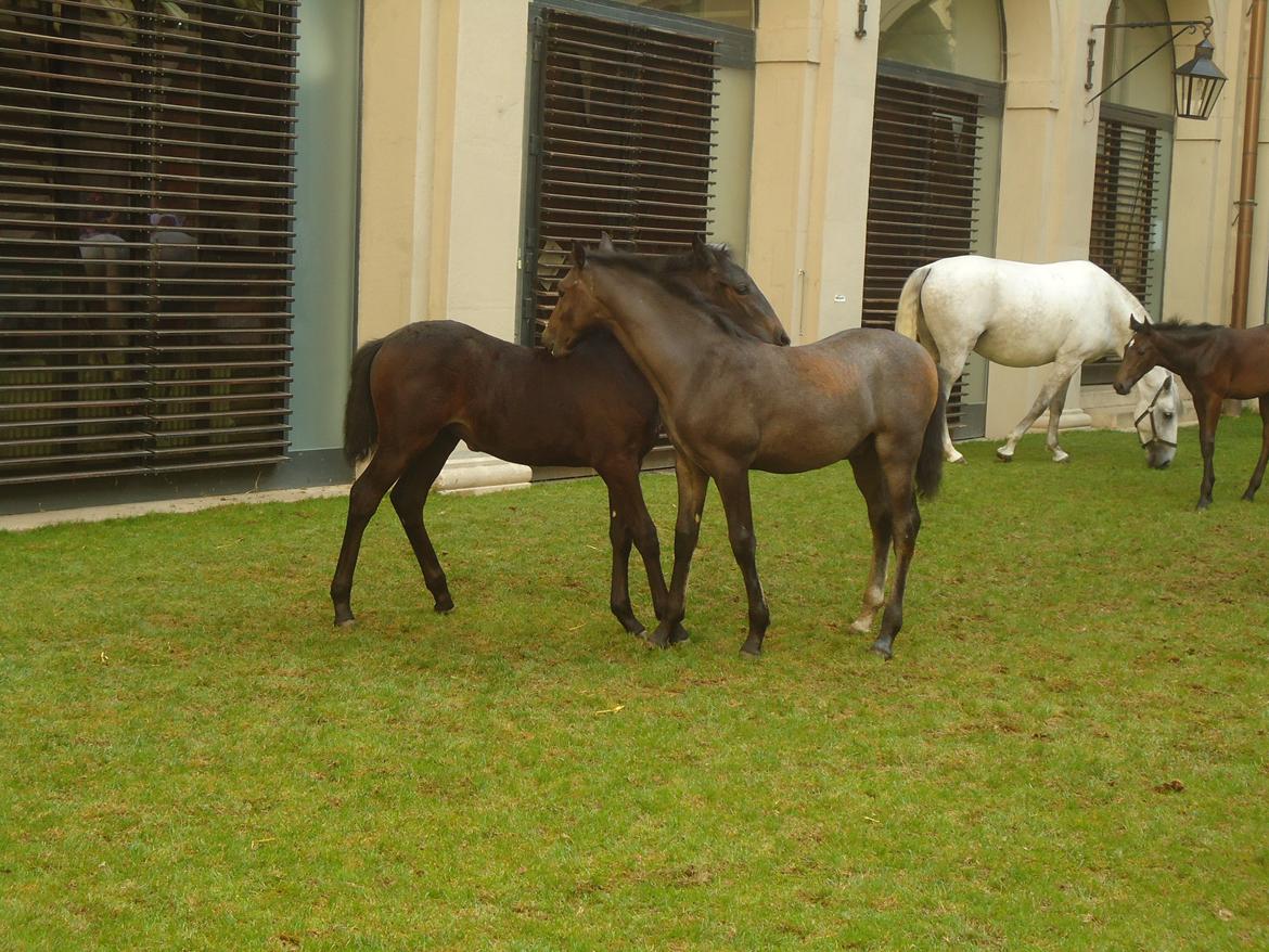 Den Spanske Rideskole i Wien billede 113