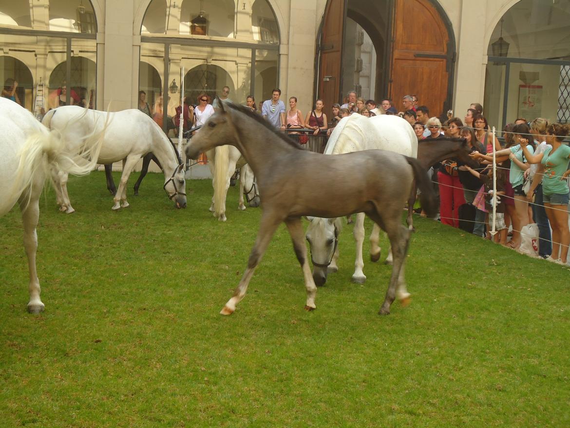 Den Spanske Rideskole i Wien billede 114
