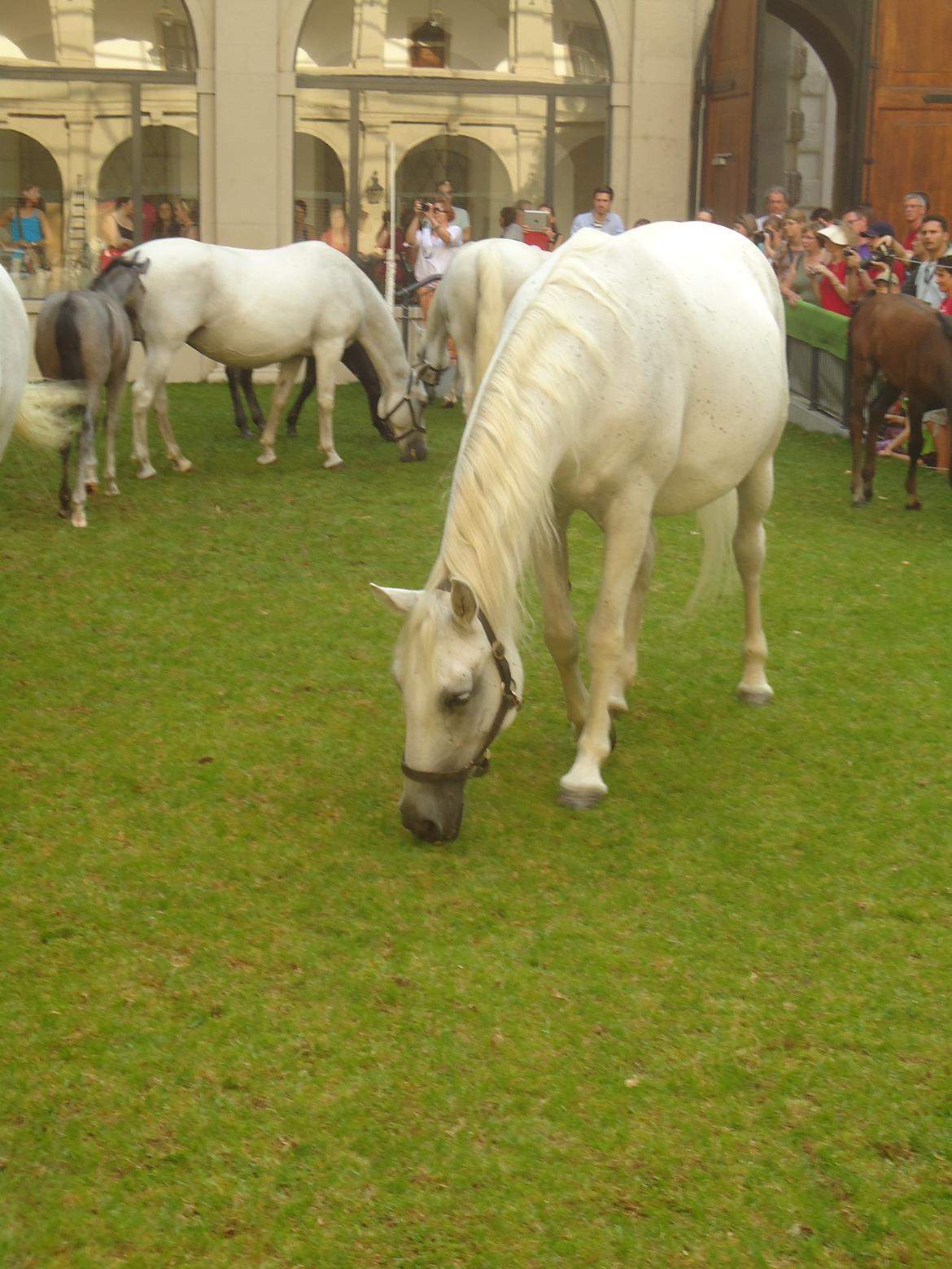 Den Spanske Rideskole i Wien billede 115
