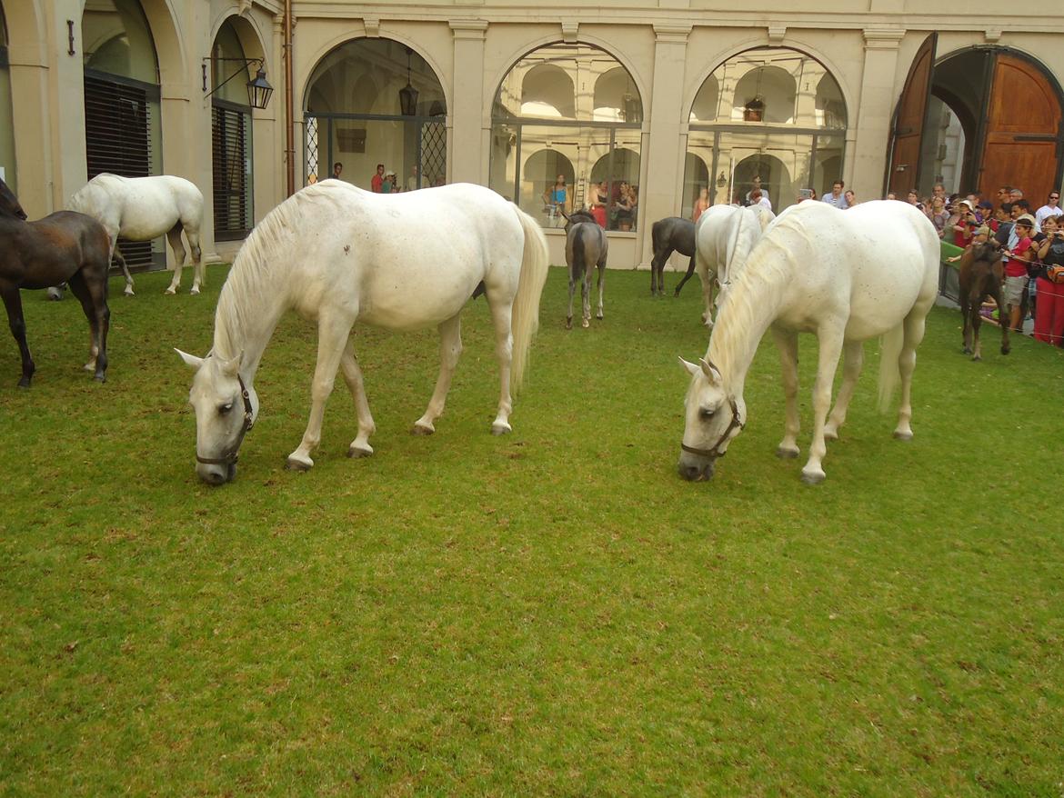 Den Spanske Rideskole i Wien billede 116