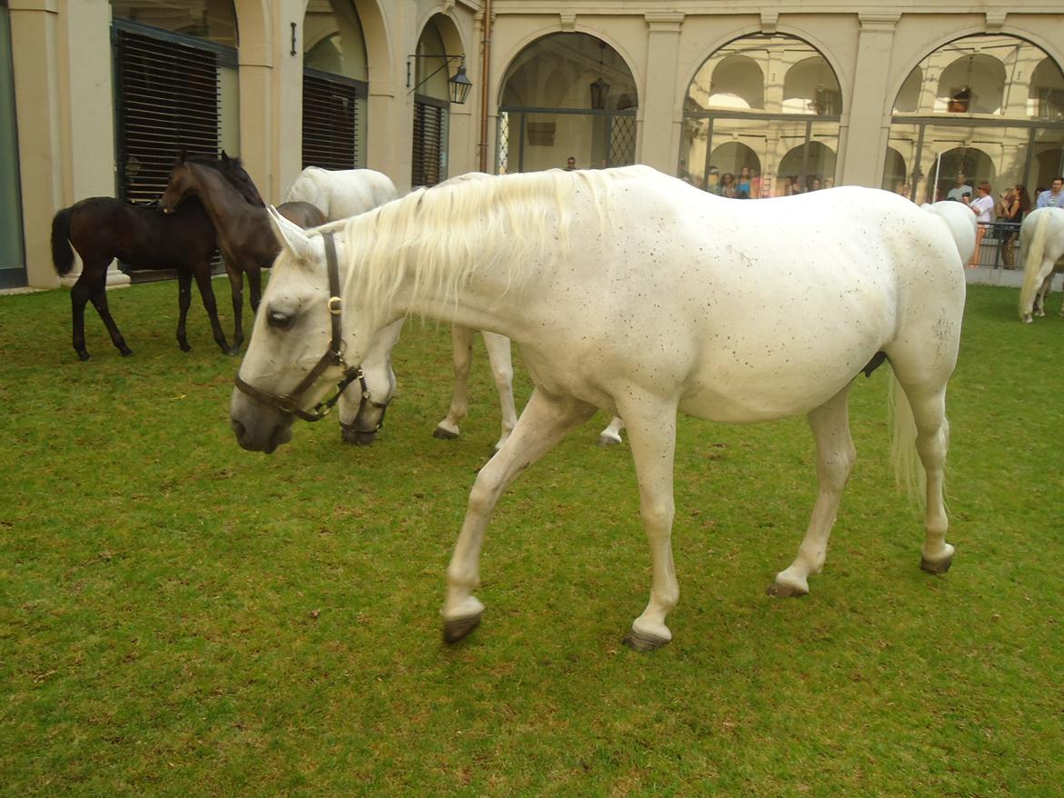 Den Spanske Rideskole i Wien billede 117