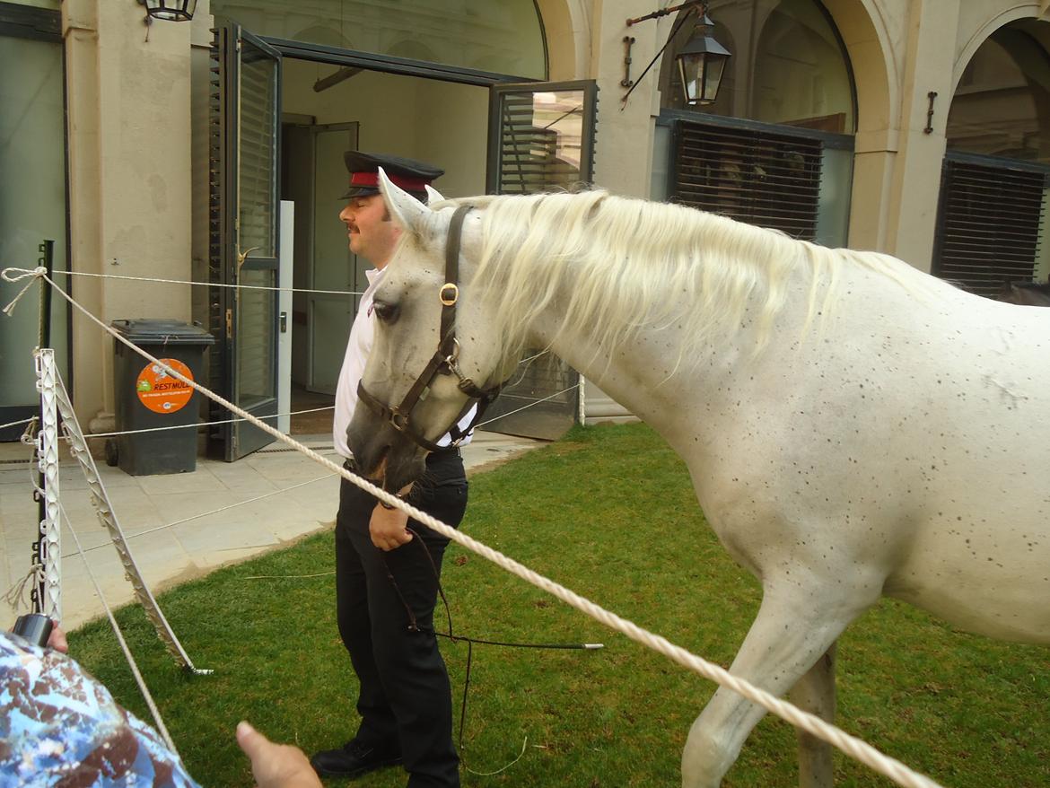 Den Spanske Rideskole i Wien billede 118