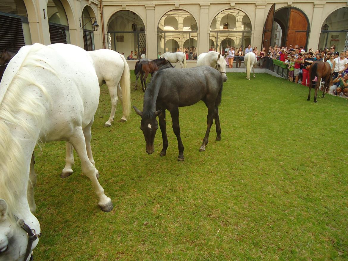 Den Spanske Rideskole i Wien billede 119