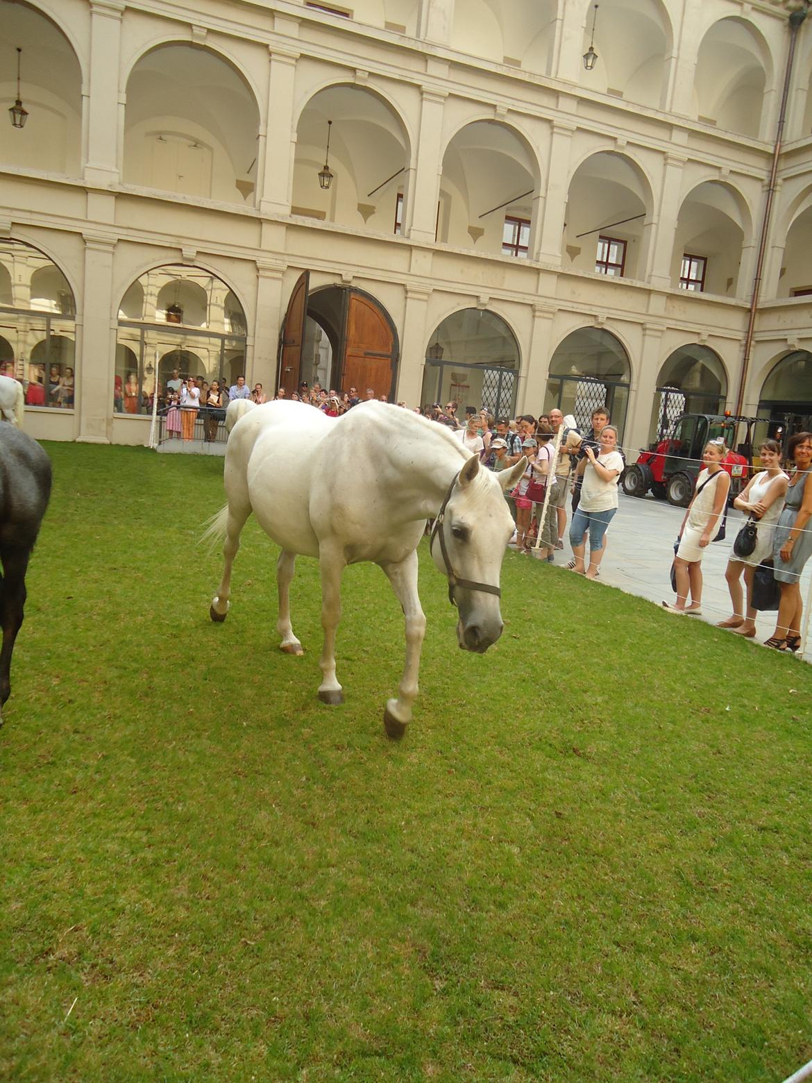 Den Spanske Rideskole i Wien billede 120