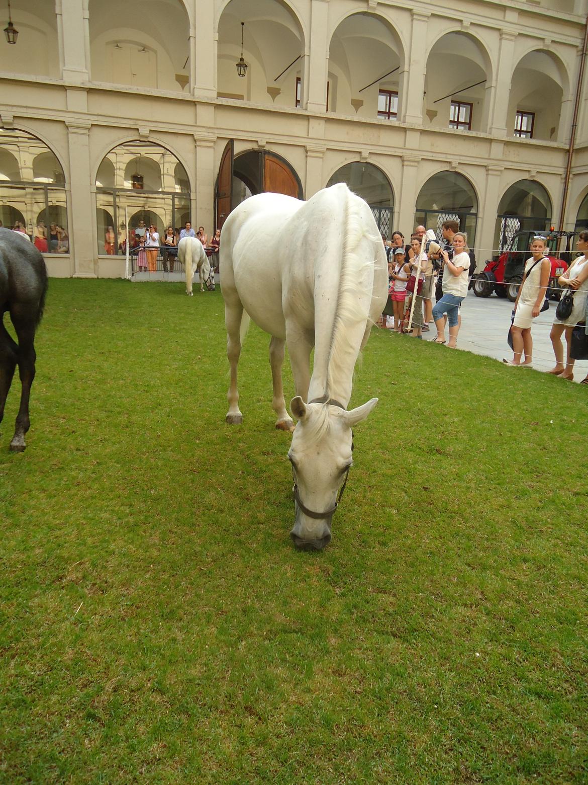 Den Spanske Rideskole i Wien billede 121