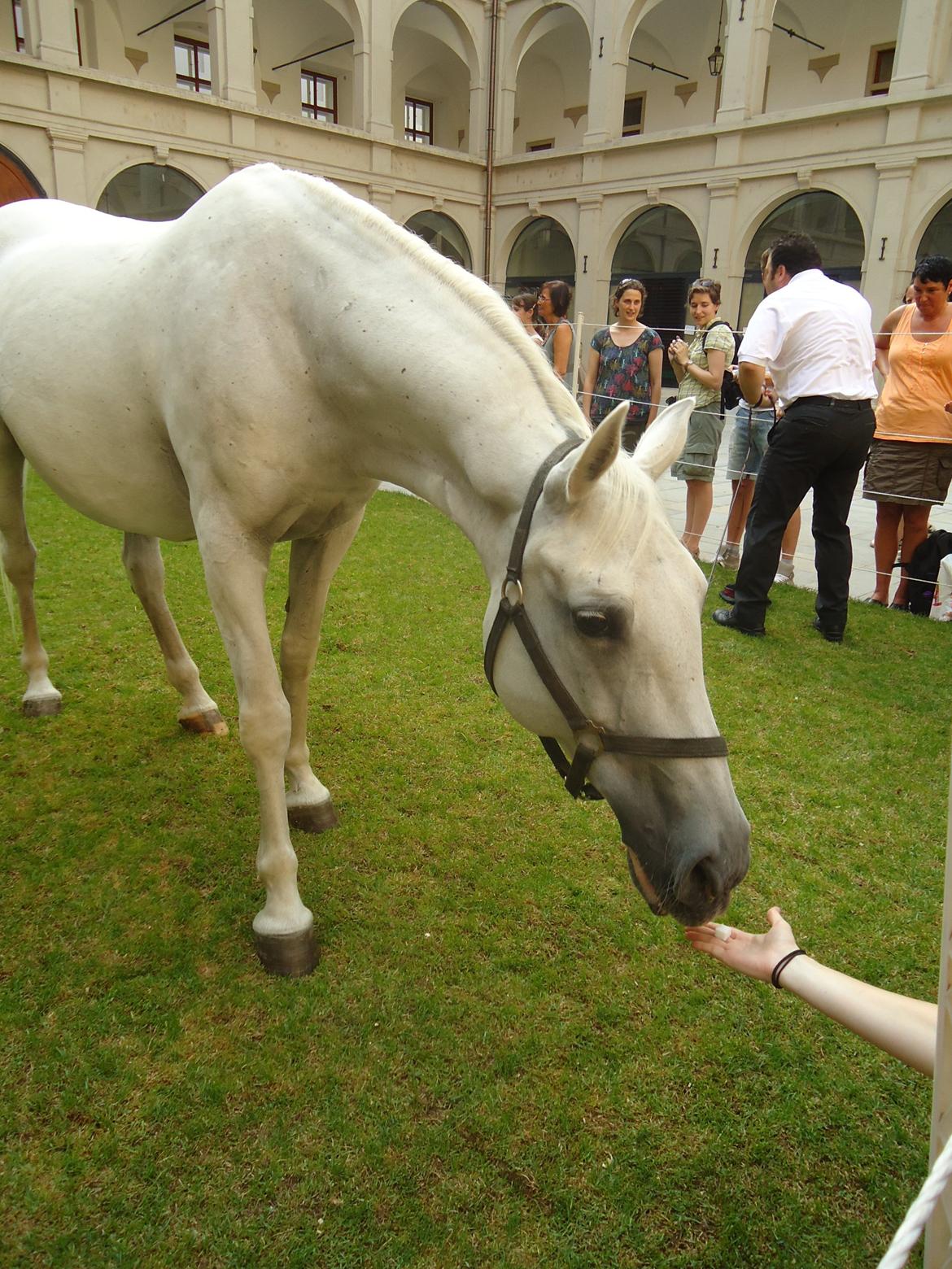 Den Spanske Rideskole i Wien billede 122