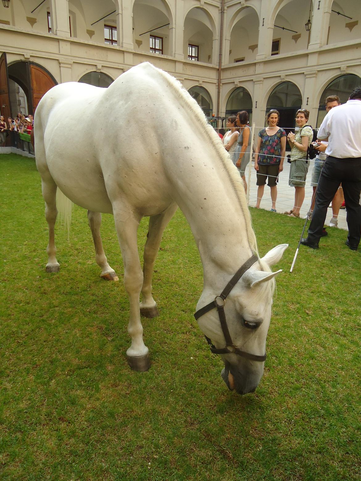 Den Spanske Rideskole i Wien billede 123