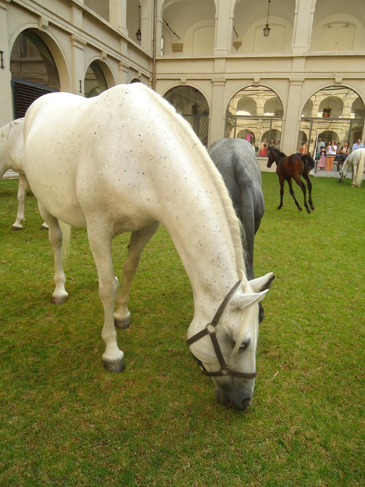Den Spanske Rideskole i Wien billede 124