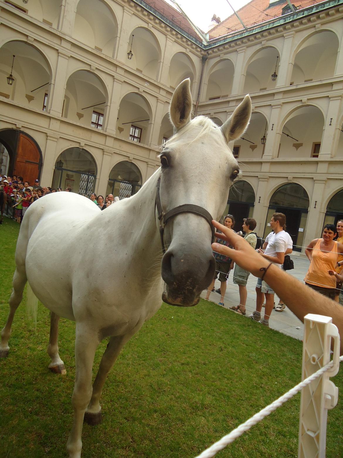 Den Spanske Rideskole i Wien billede 125