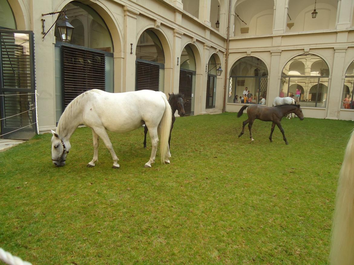 Den Spanske Rideskole i Wien billede 126