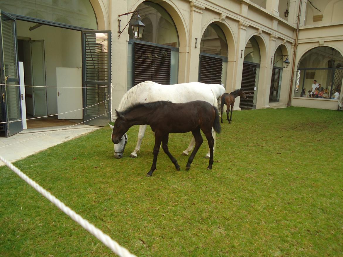 Den Spanske Rideskole i Wien billede 127