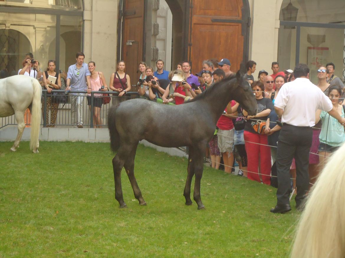 Den Spanske Rideskole i Wien billede 128