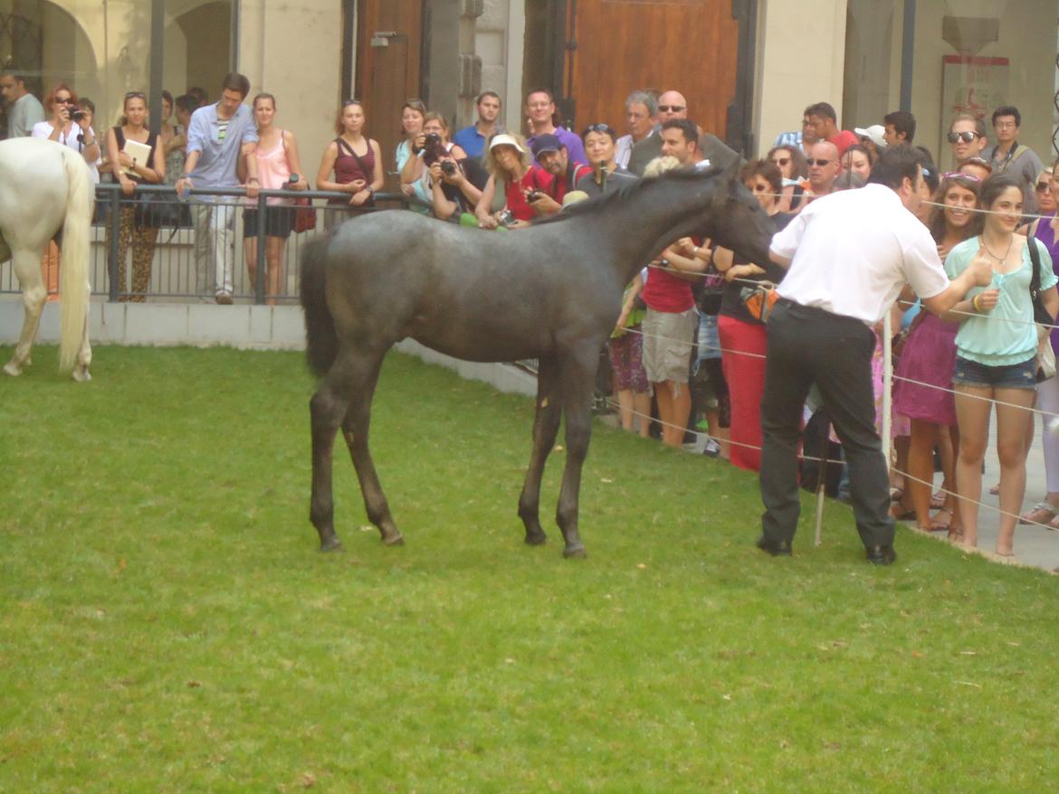 Den Spanske Rideskole i Wien billede 129
