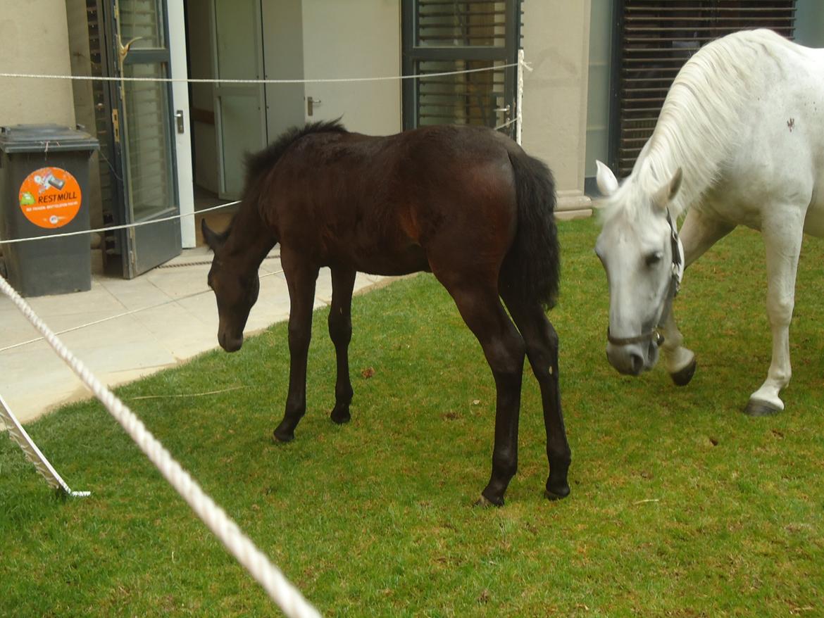Den Spanske Rideskole i Wien billede 130