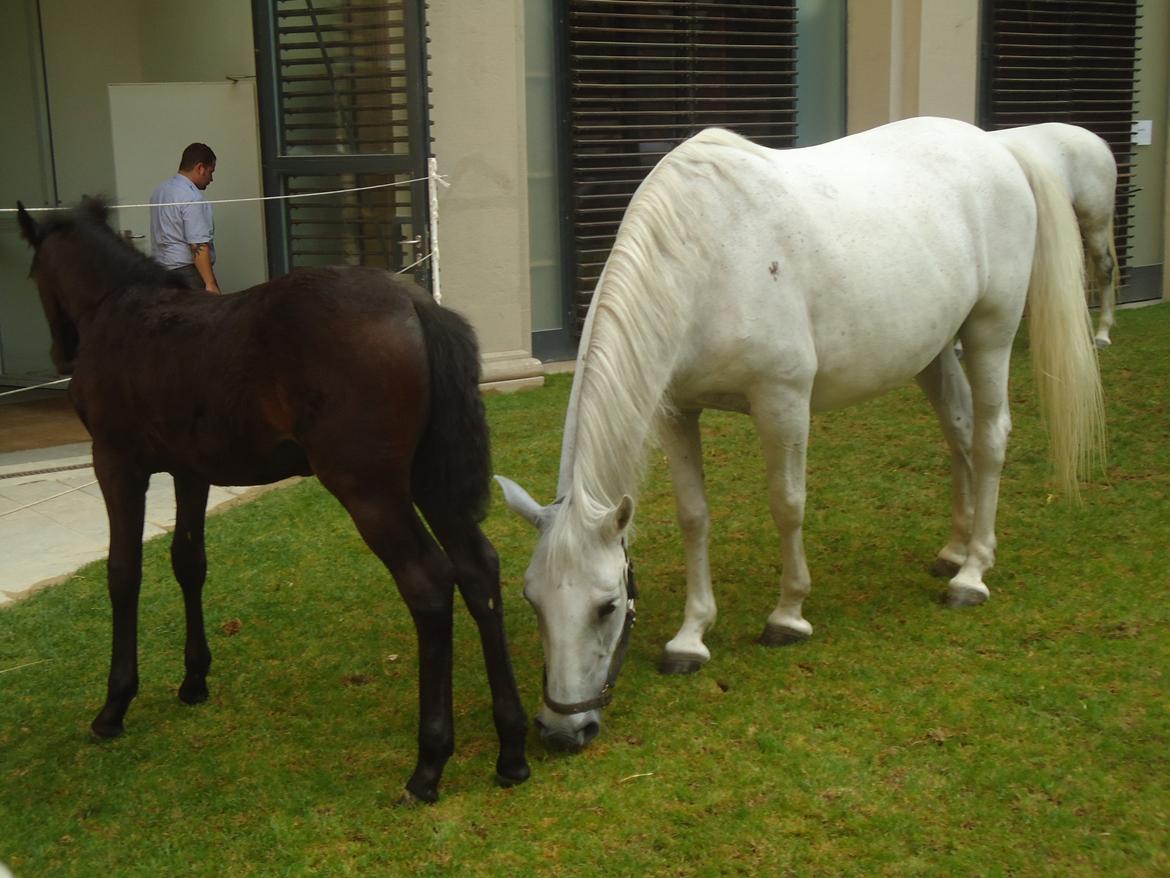 Den Spanske Rideskole i Wien billede 131