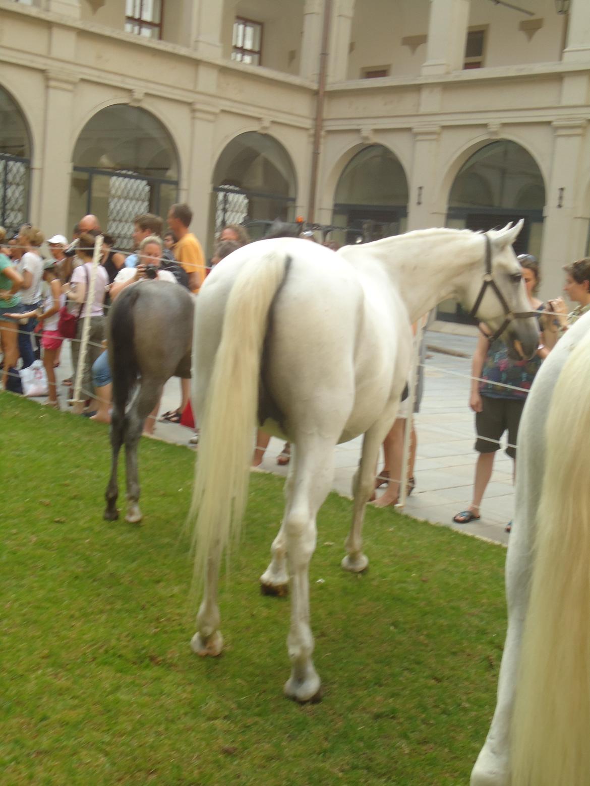 Den Spanske Rideskole i Wien billede 132