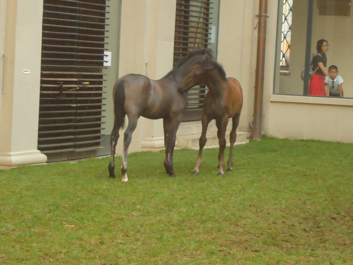 Den Spanske Rideskole i Wien billede 133