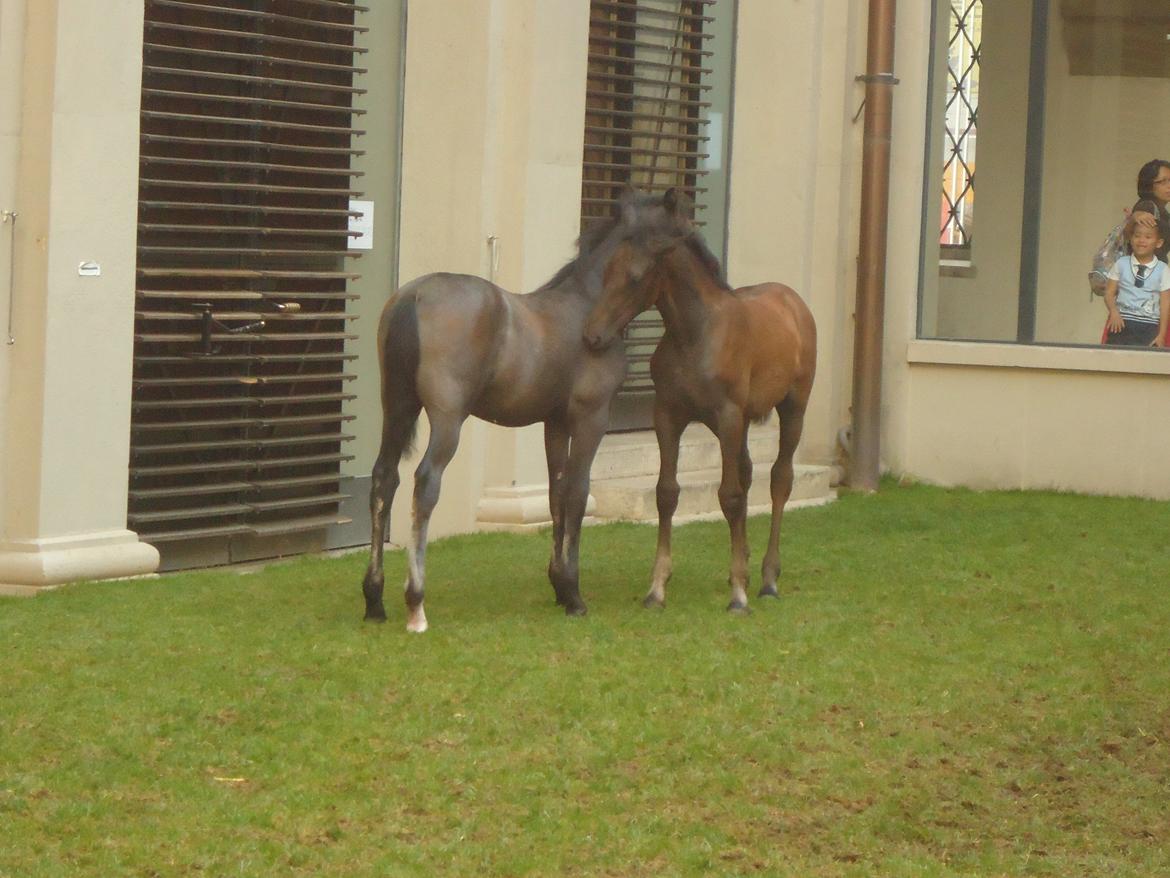 Den Spanske Rideskole i Wien billede 134