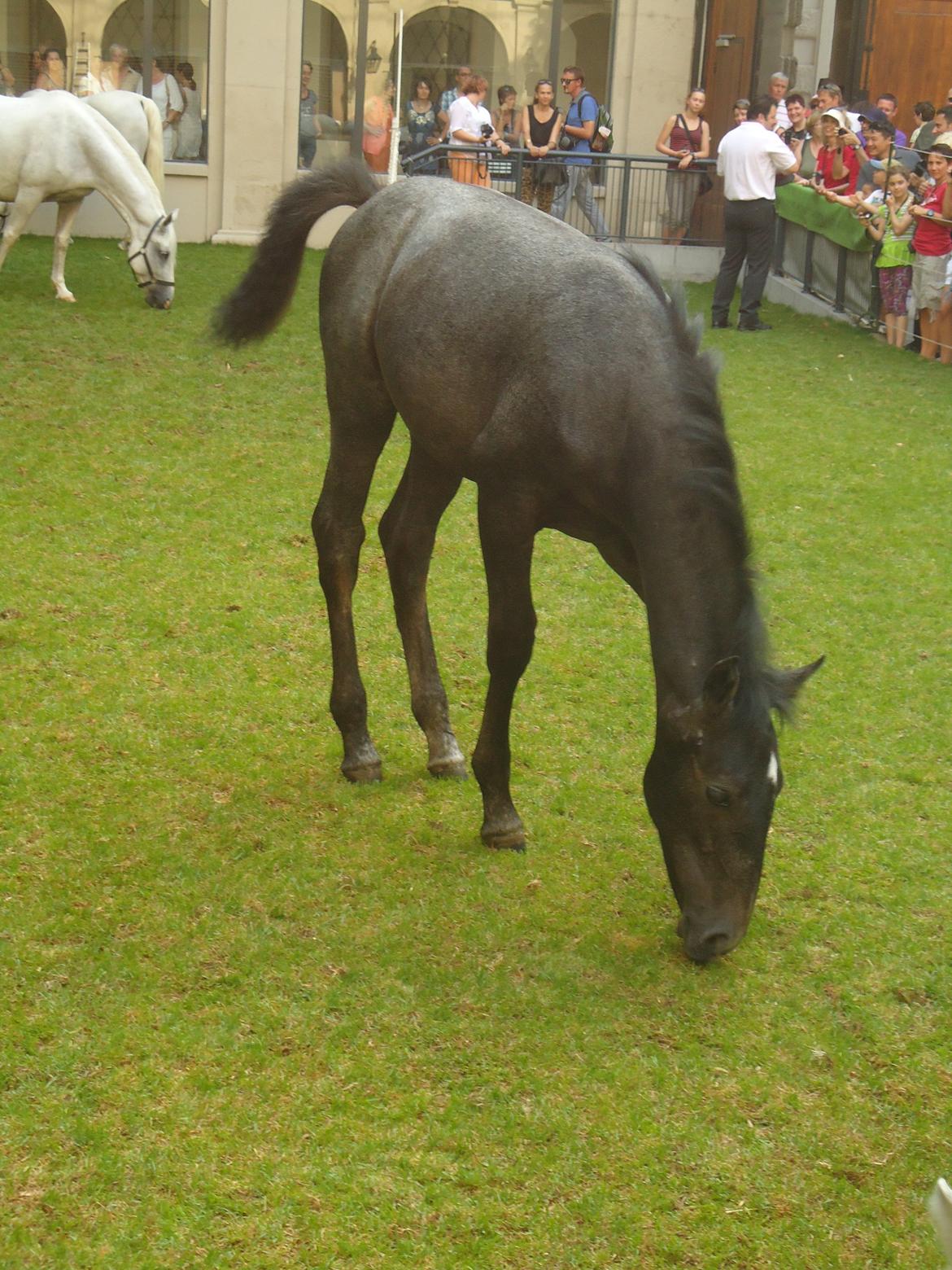Den Spanske Rideskole i Wien billede 135