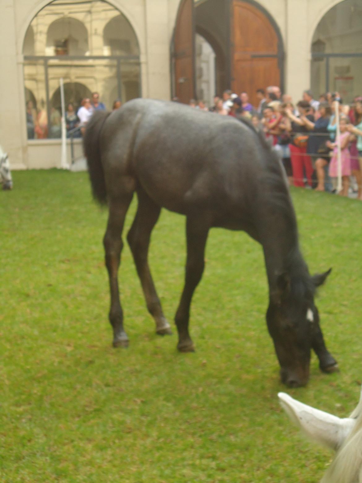 Den Spanske Rideskole i Wien billede 136