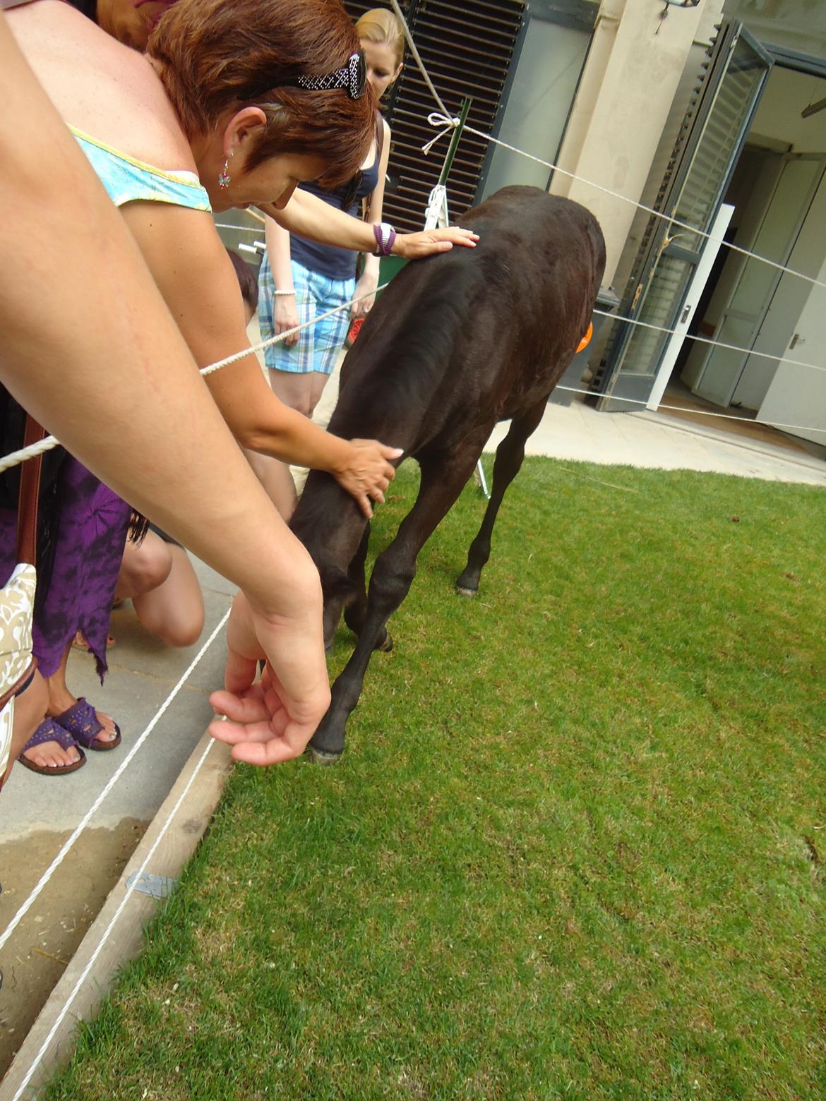 Den Spanske Rideskole i Wien billede 137