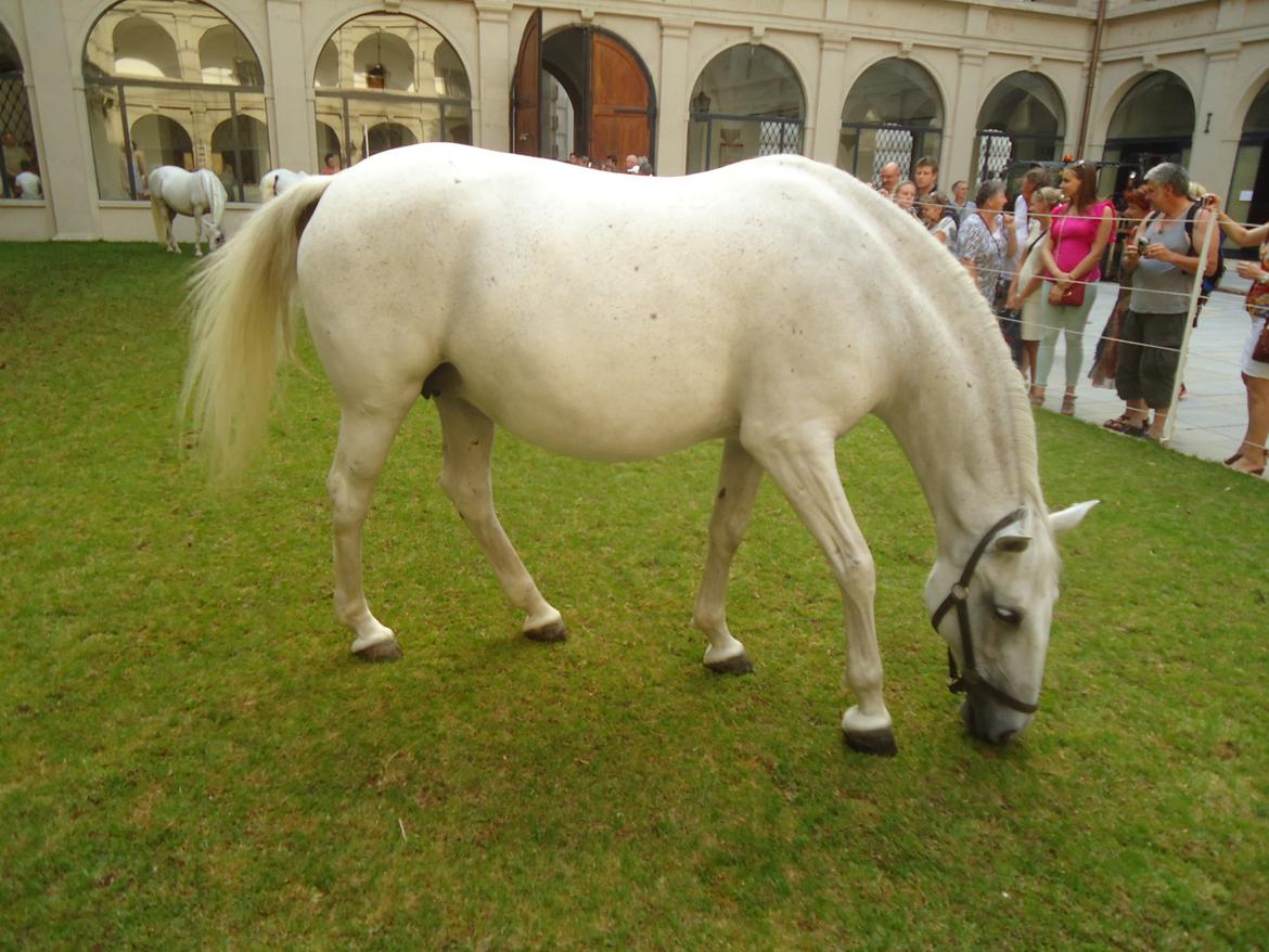 Den Spanske Rideskole i Wien billede 138