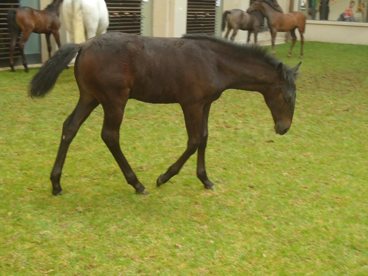 Den Spanske Rideskole i Wien billede 139