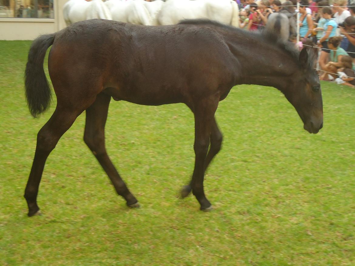 Den Spanske Rideskole i Wien billede 140