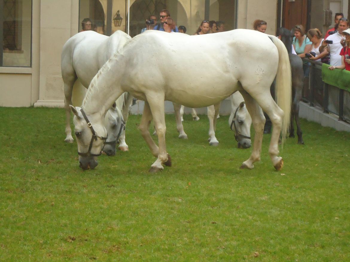 Den Spanske Rideskole i Wien billede 141