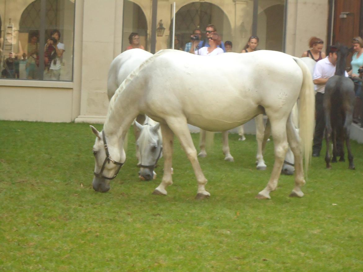 Den Spanske Rideskole i Wien billede 142