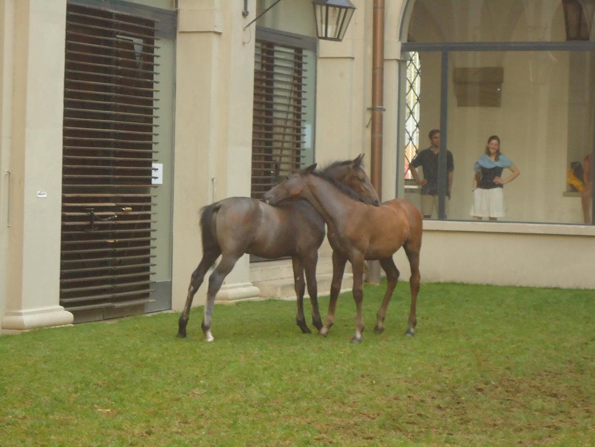 Den Spanske Rideskole i Wien billede 143