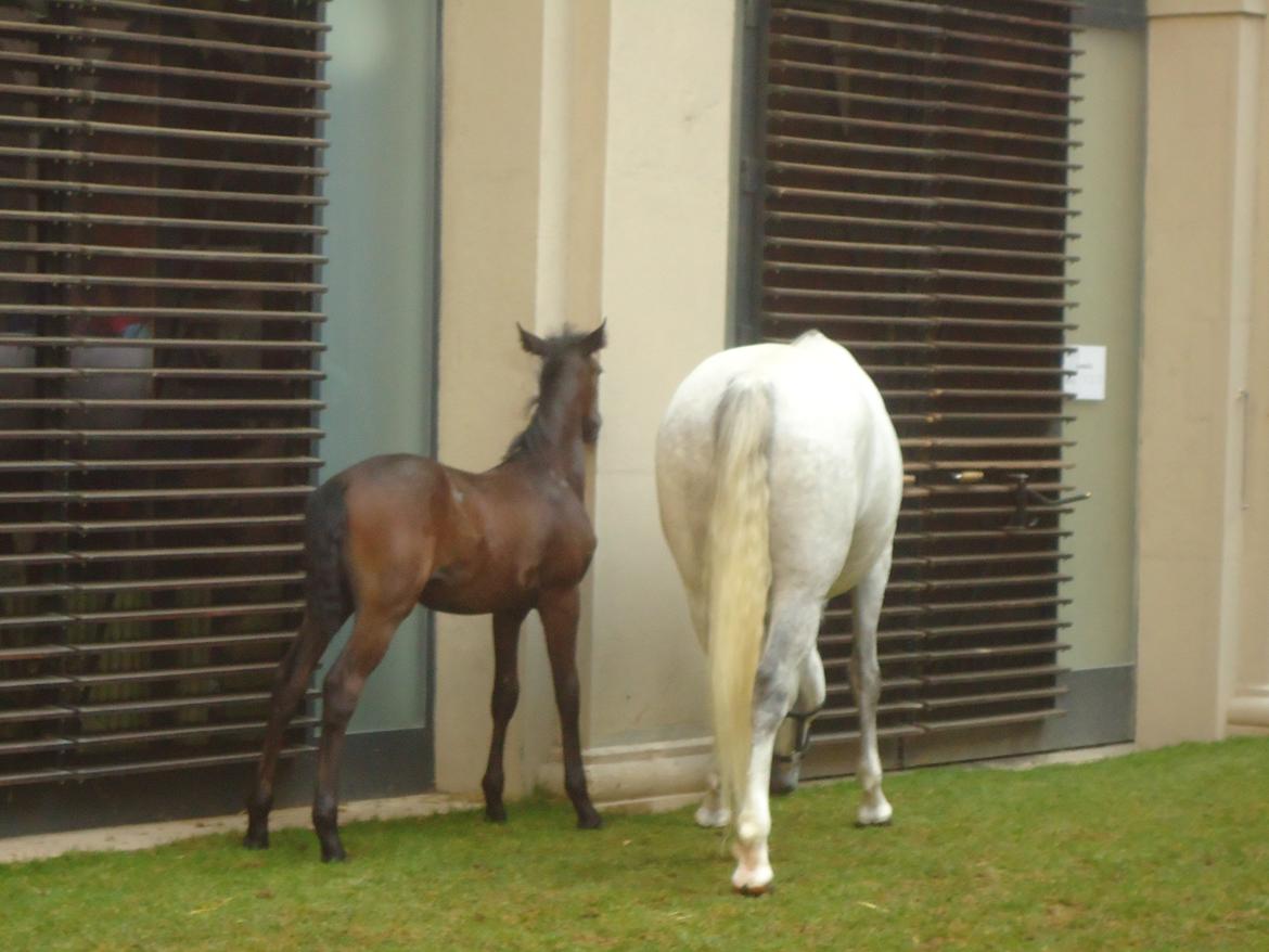 Den Spanske Rideskole i Wien billede 144