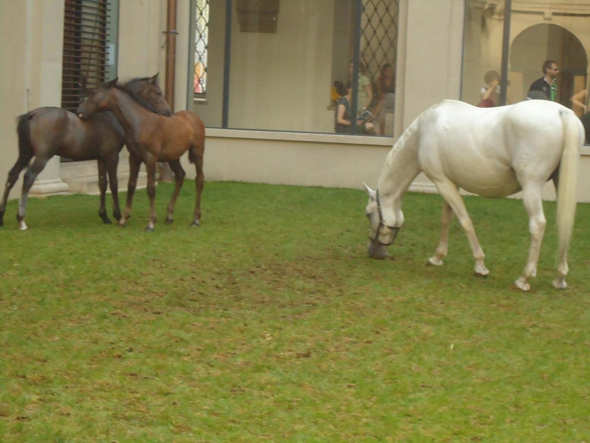 Den Spanske Rideskole i Wien billede 145