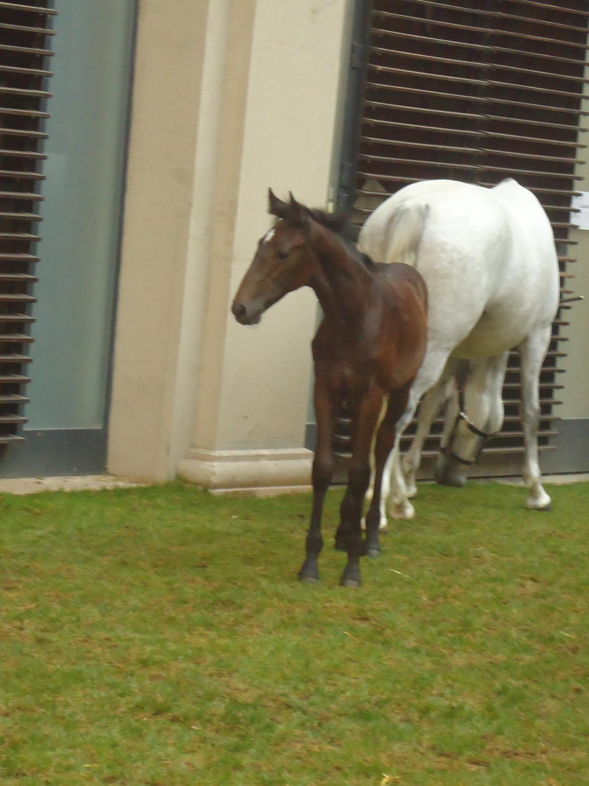 Den Spanske Rideskole i Wien billede 146