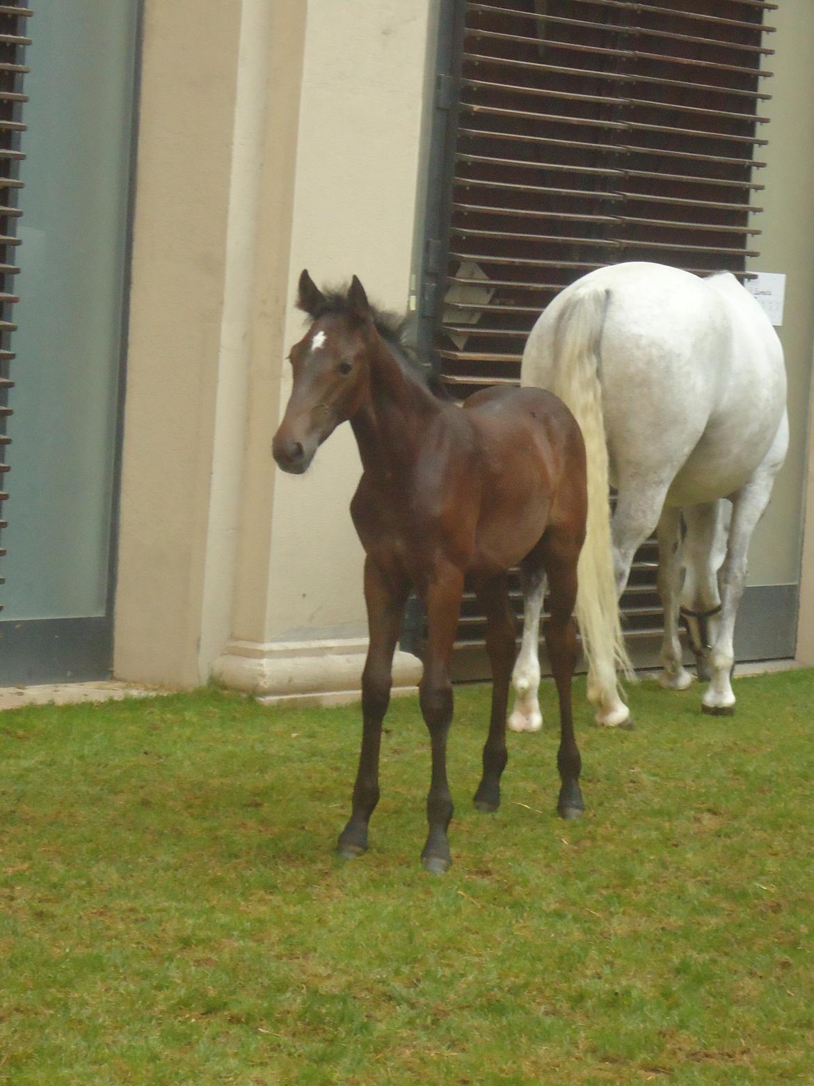 Den Spanske Rideskole i Wien billede 147