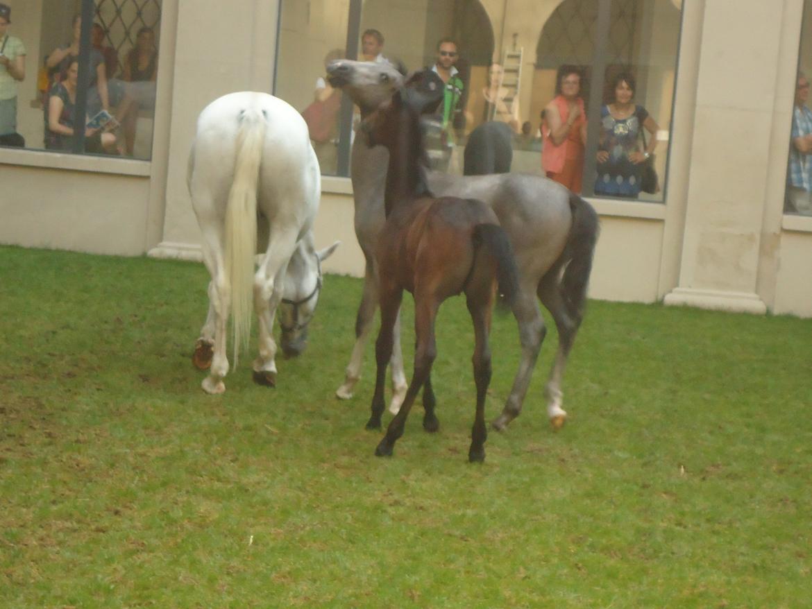 Den Spanske Rideskole i Wien billede 148