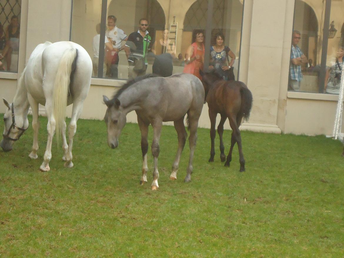 Den Spanske Rideskole i Wien billede 149