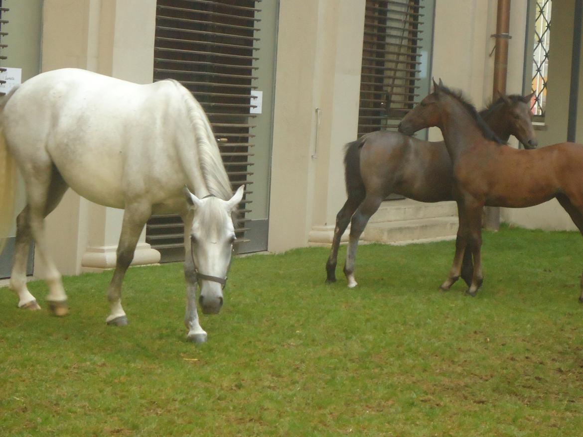 Den Spanske Rideskole i Wien billede 150